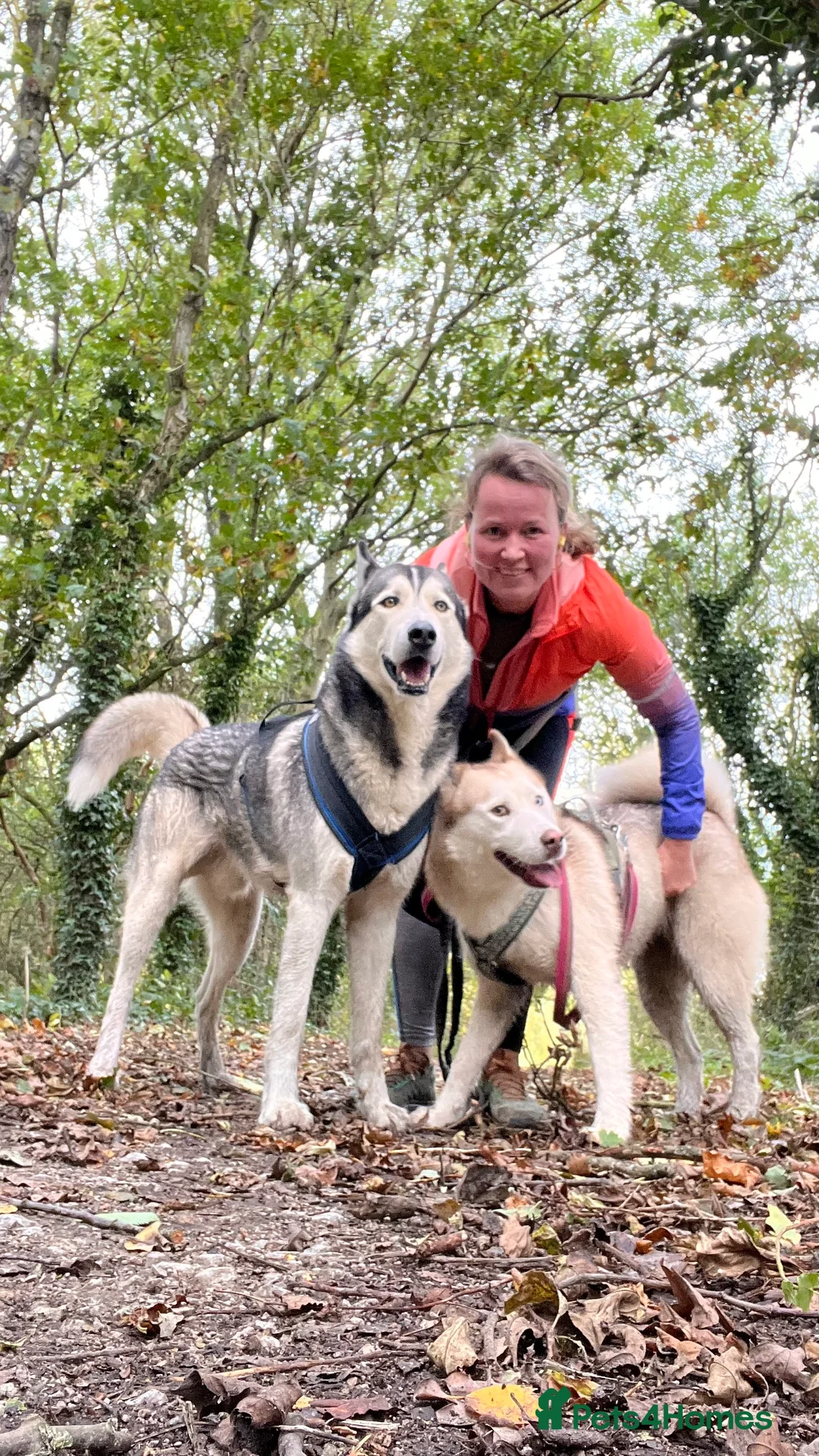 Siberian Husky dogs for stud: For stud only (quality proven stud ) in Wakefield - Advert 31