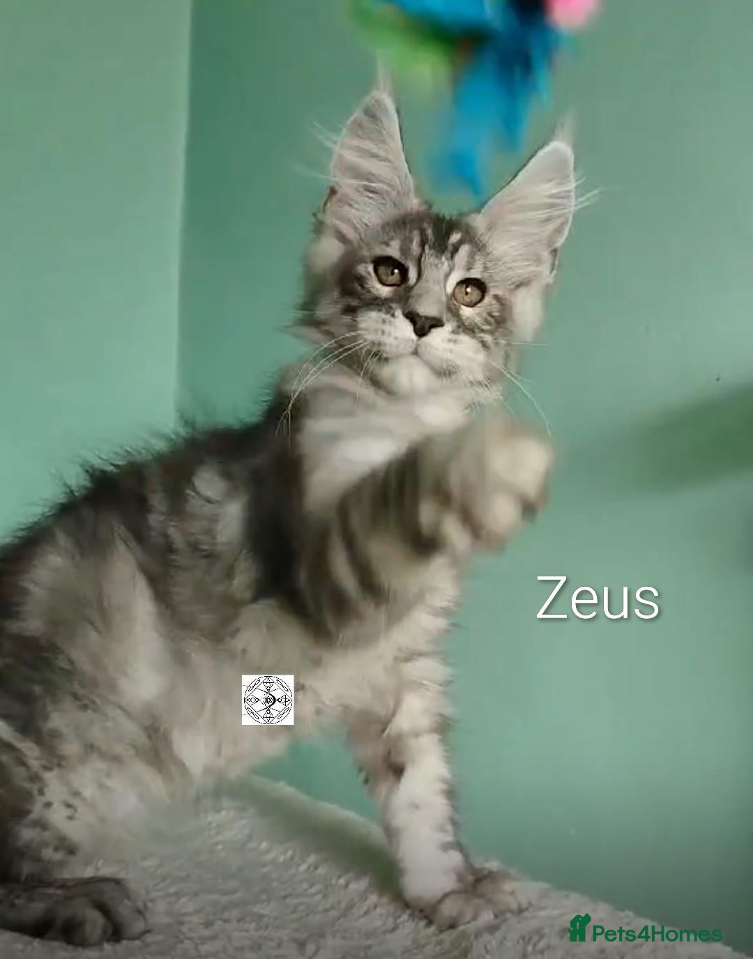 Maine Coon cats  XXL kittens ready to leave 😻 ❤️ - Advert 2