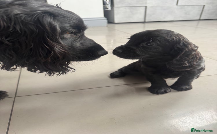 Cockapoo dogs 1 beautiful black F1B cockapoo boy  - Advert 8