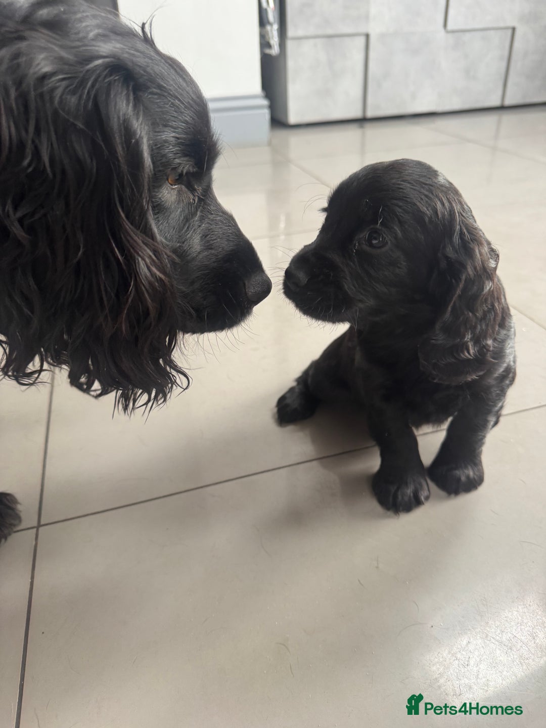 Cockapoo dogs for sale: Beautiful black F1B cockapoo boy ready next week  - Advert 6