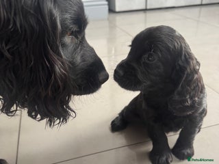 Cockapoo dogs 1 beautiful black F1B cockapoo boy - Advert 16