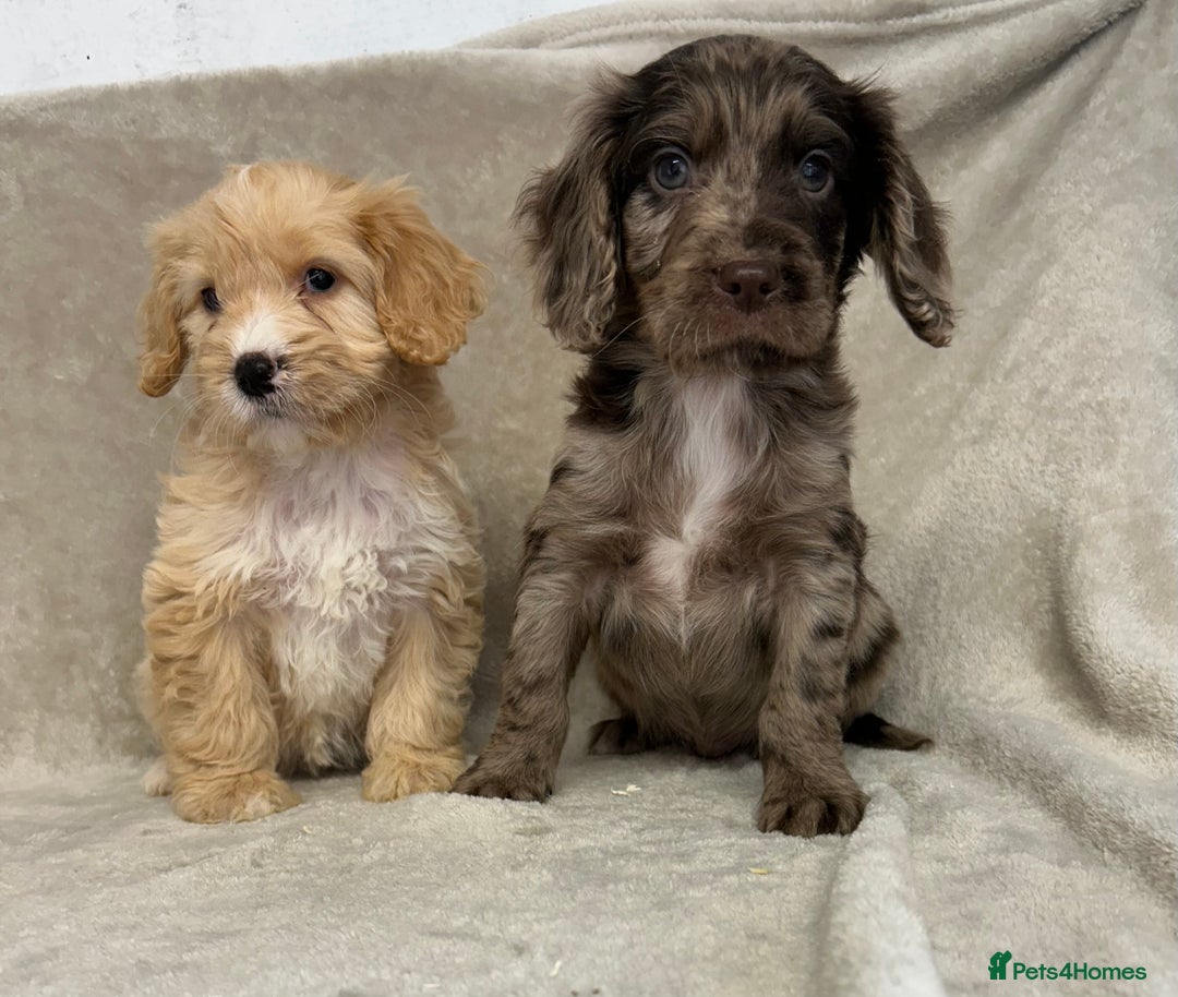 Cockapoo dogs for sale: Stunning cockapoo puppies  - Advert 10