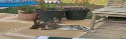 English rabbits for sale: Rabbit Pair  - Advert 4