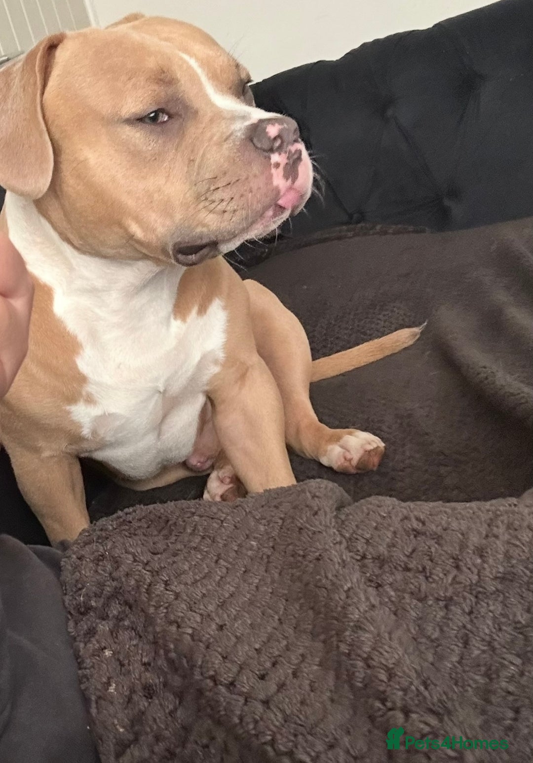 Mixed Breed dogs for sale: Re homing 10 month pocket bully - Image 3