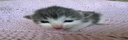 Mixed Breed cats for sale: Beautiful kittens for sale  - Advert 12