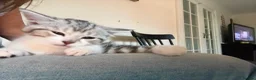 Mixed Breed cats for sale: CUTE KITTENS - Advert 22