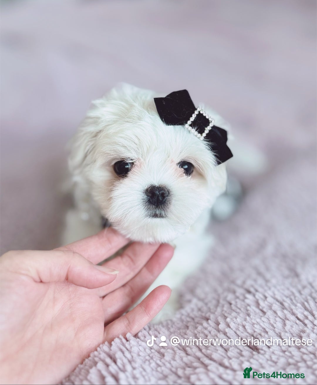 Maltese dogs for sale: 🩷Exclusive 🧬 DNA Tested 🧬 Full Korean Maltese🩵 - Advert 20