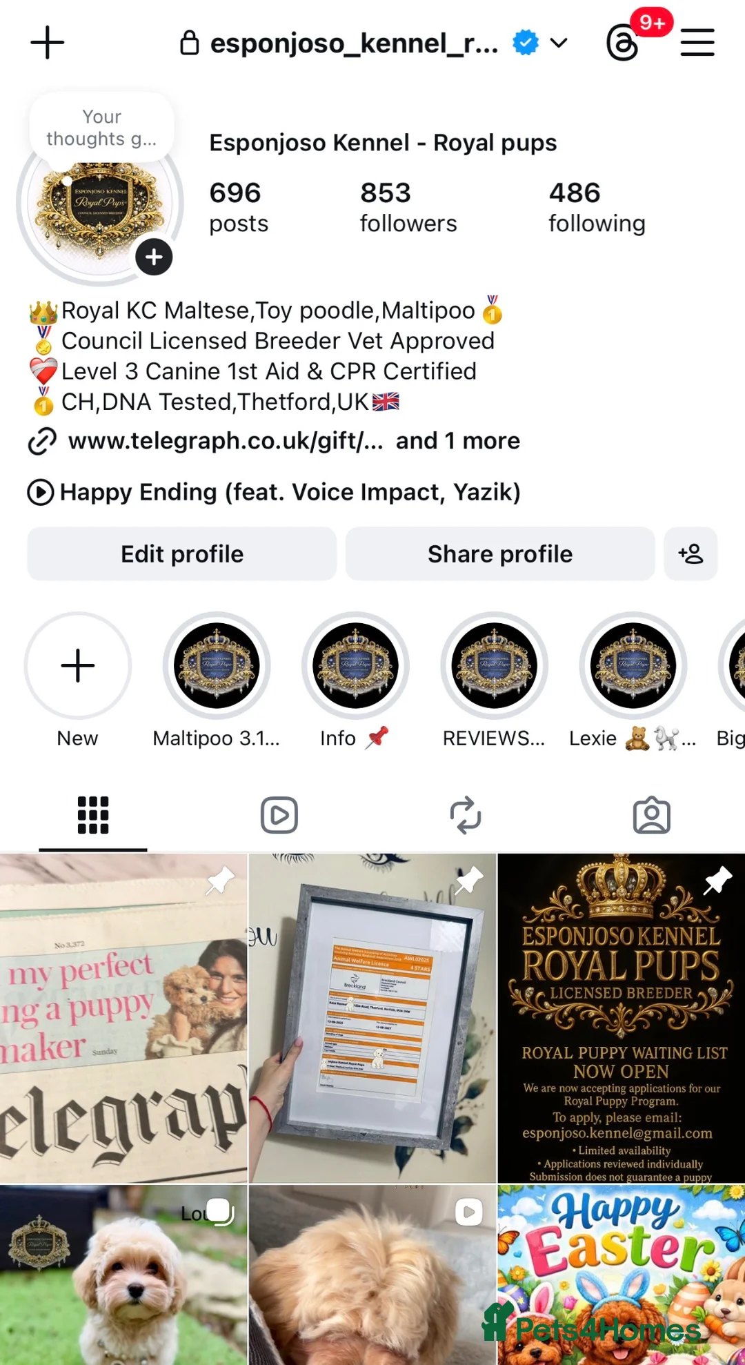 Maltipoo dogs for sale: ✨Exquisite F1 tiny Asian maltipoo Champion blood✨ - Advert 2