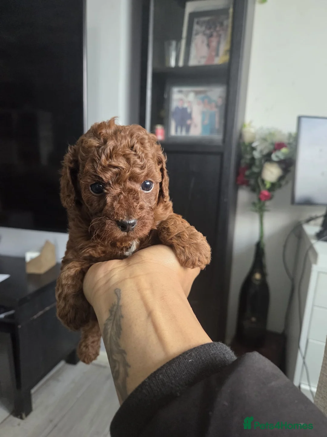 Toy Poodle dogs for sale: Adorable Litter of Toy Poodle Puppies. in Portsmouth - Advert 5