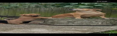 Mixed Breed 2