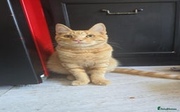 Bengal cats for sale: Bengal cross kittens - Image 3