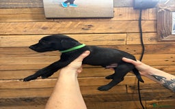 Mixed Breed dogs for sale: Staff/lab/collie pups  - Advert 10