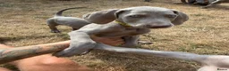 Weimaraner dogs for sale: Handsome male KC Registered Weimaraner pups  - Advert 2