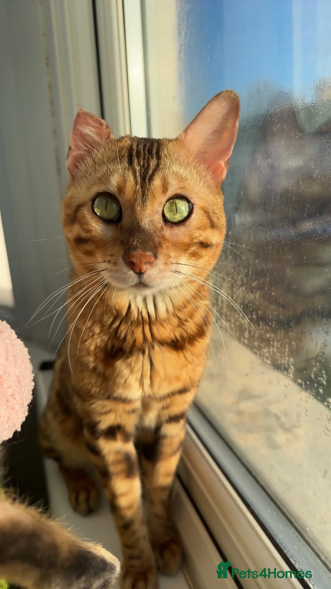 Bengal cats for stud: Beautiful bengal stud⭐️ - Advert 2