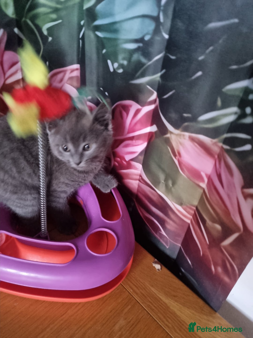 Gallery Image {{count}}