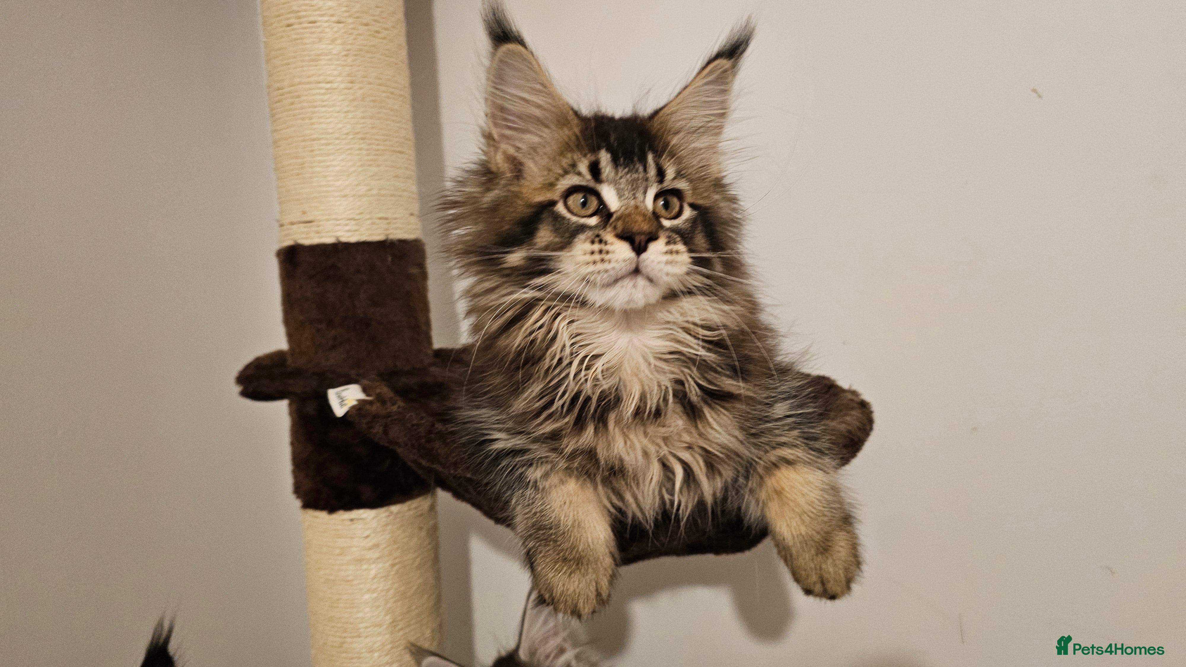 Maine Coon cats Tica reg brown tabby male kitten - Advert 9