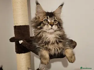 Maine Coon cats Tica reg brown tabby male kitten - Advert 9