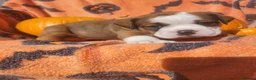 Dorset Olde Tyme Bulldogge dogs for sale: Olde English Bulldog puppies  - Advert 5