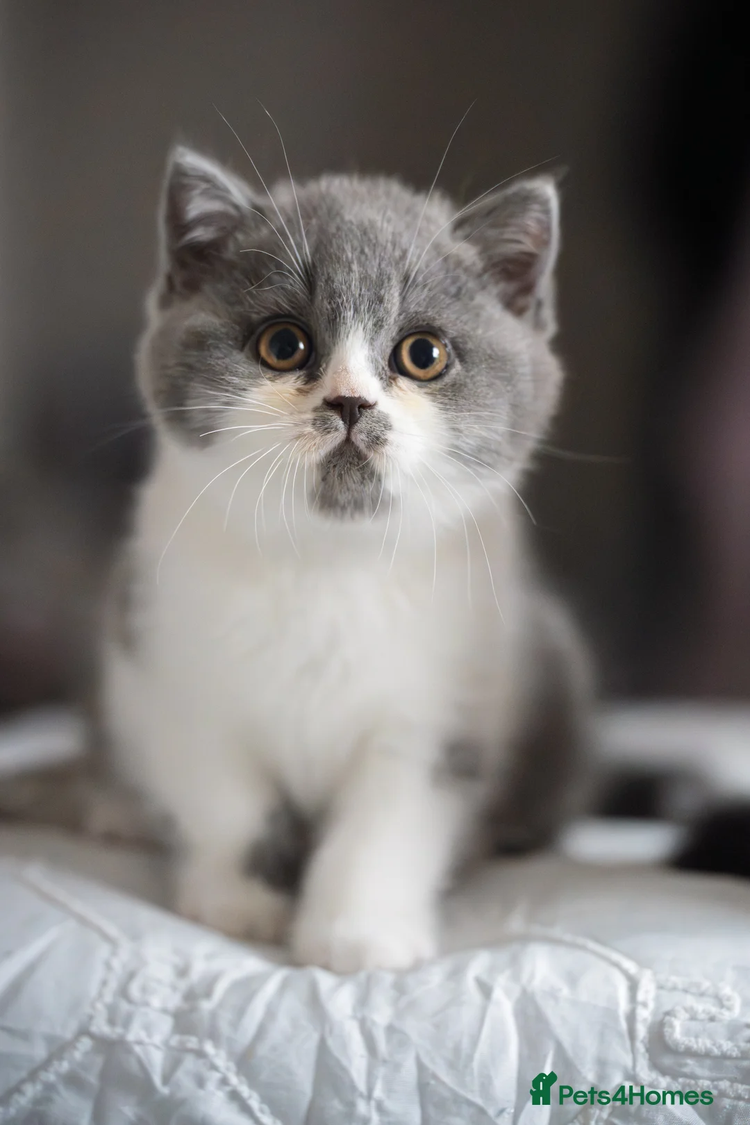 British Shorthair cats for sale: GCCF and TICA Registered -Show Quality BSH. - Advert 13