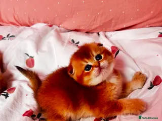 Scottish Fold cats Cute 🥰 Scottish fold TICA register - Advert 7