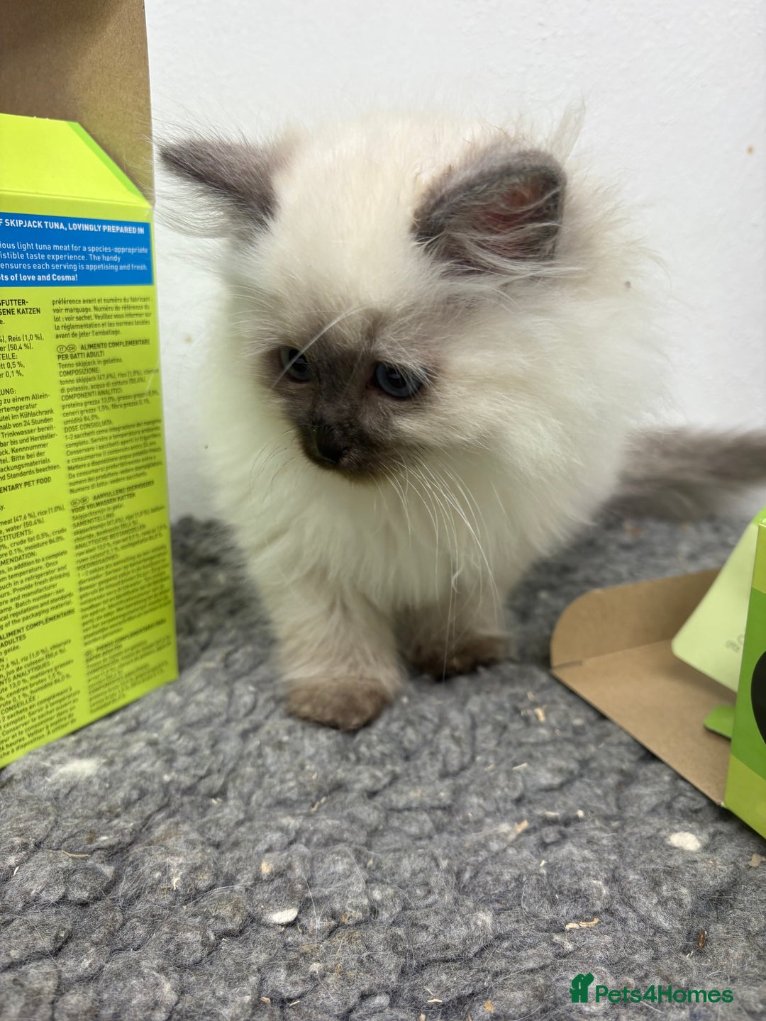 Siberian cats for sale: Stunning Neva Siberian Kittens - Advert 4