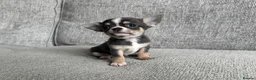 Chihuahua dogs for sale: 🐶Tiny exquisite RARE blue, Lilac & Chocolate Tri  - Advert 9