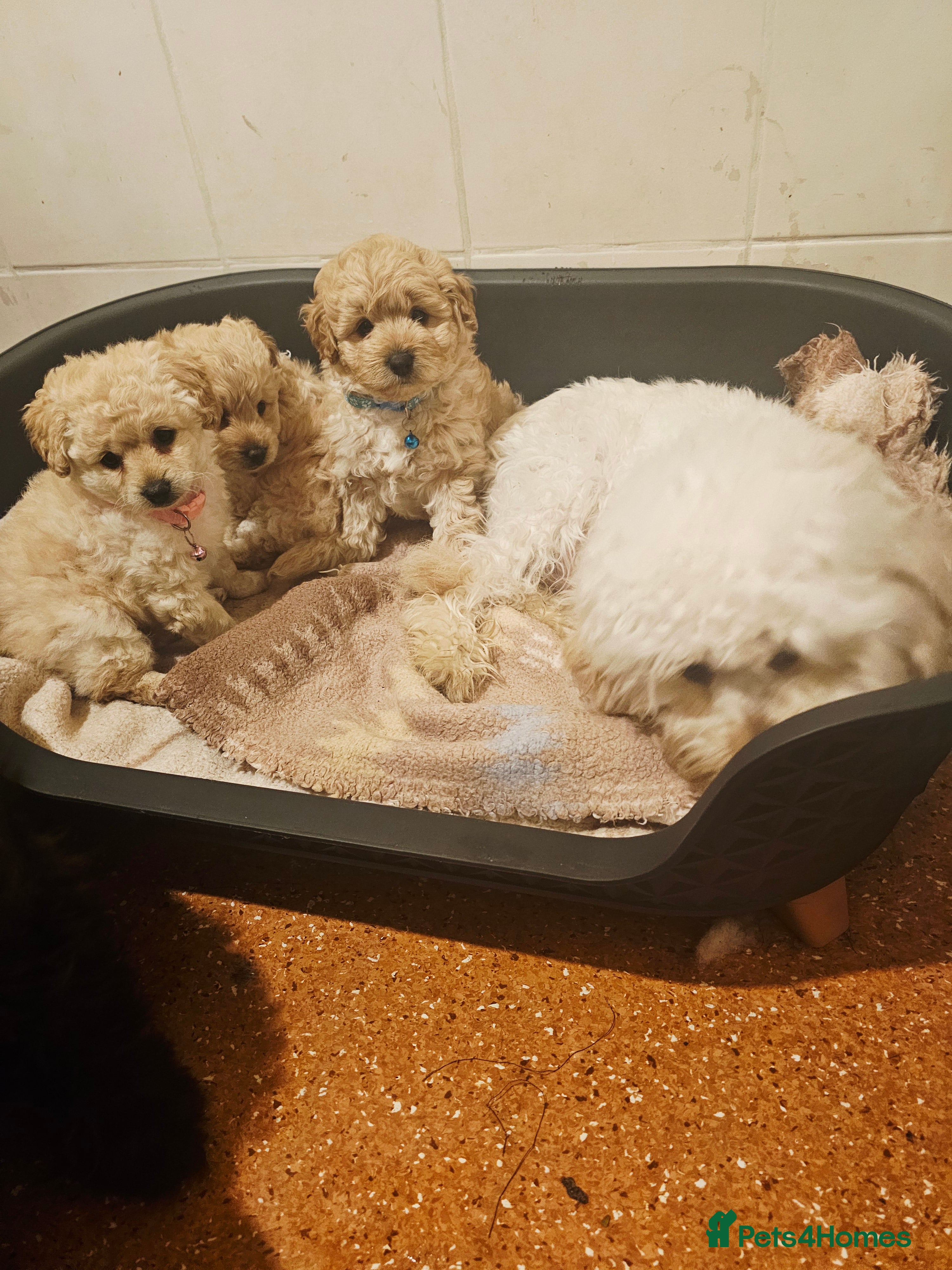 Cockapoo dogs Ready ! 2 sweet girls and 1 lovly boy - Advert 2
