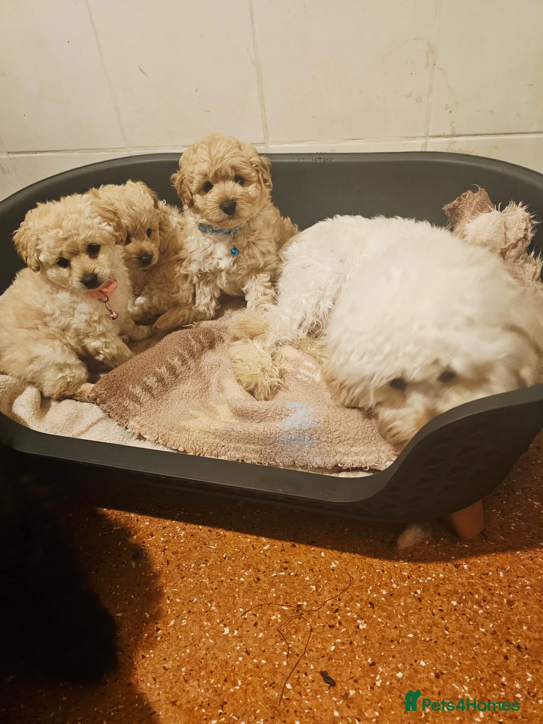 Cockapoo dogs for sale: Ready ! 2 sweet girls and 1 lovly boy - Advert 1