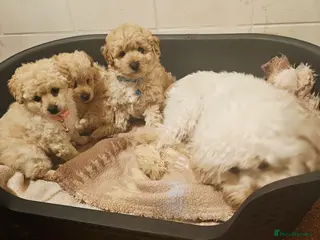 Cockapoo dogs Ready ! 2 sweet girls and 1 lovly boy - Advert 2
