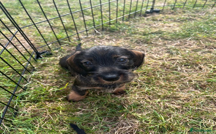 Miniature Dachshund dogs - Advert 9