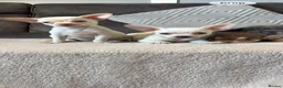 Chihuahua dogs for sale: Chihuahua puppy’s  - Advert 8