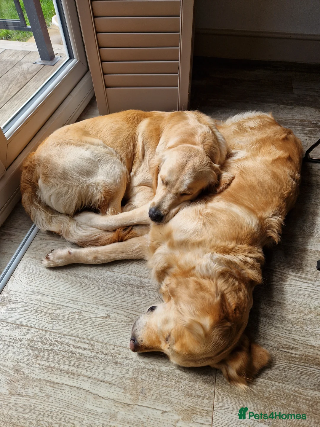 Golden Retriever dogs for sale: Golden Retriever puppies- 3 weeks old - Advert 18