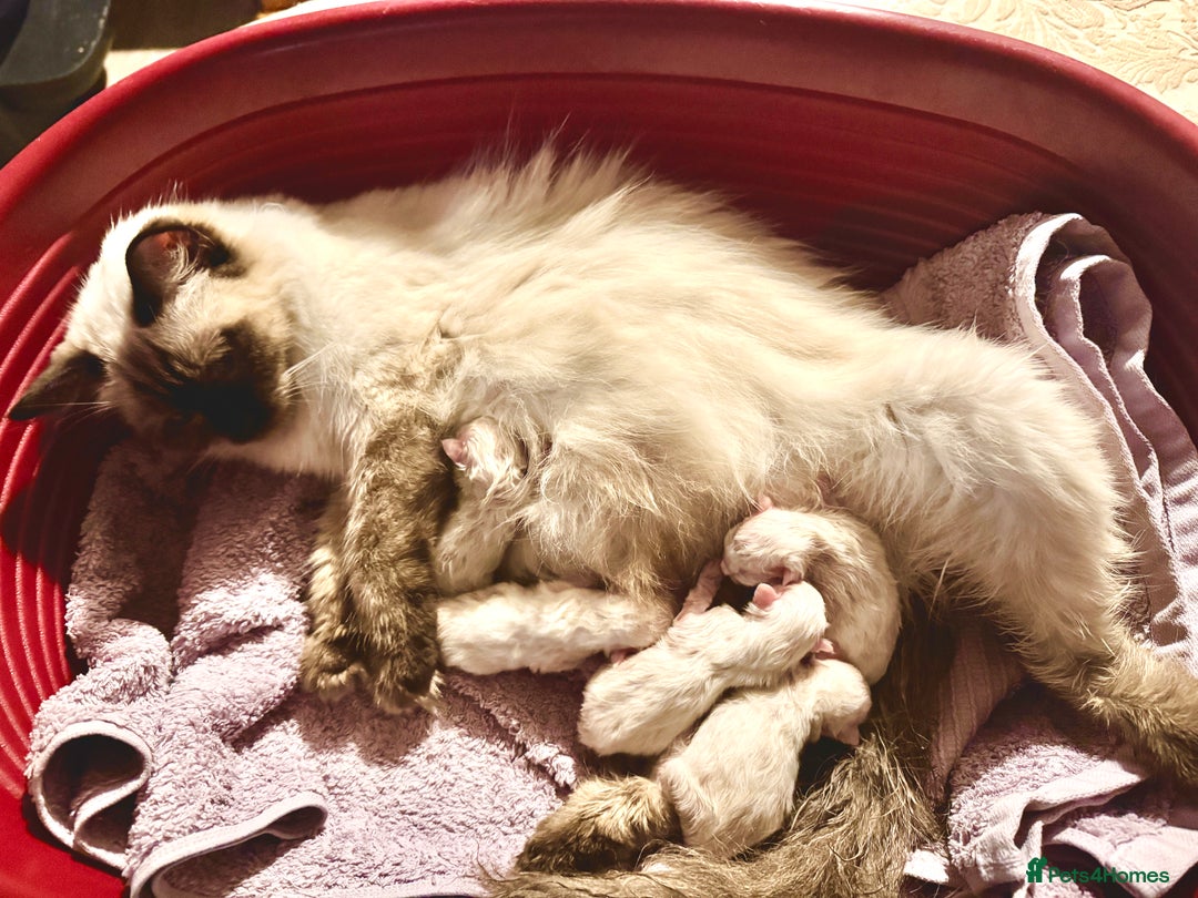 Ragdoll cats for sale: Beautiful Ragdoll kittens - Advert 1