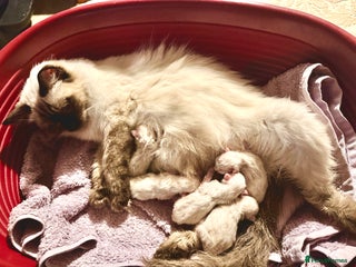 Ragdoll cats Beautiful Ragdoll kittens - Advert 1