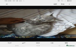 Bengal cats for sale: Mixed Bengal, adorable - Advert 2