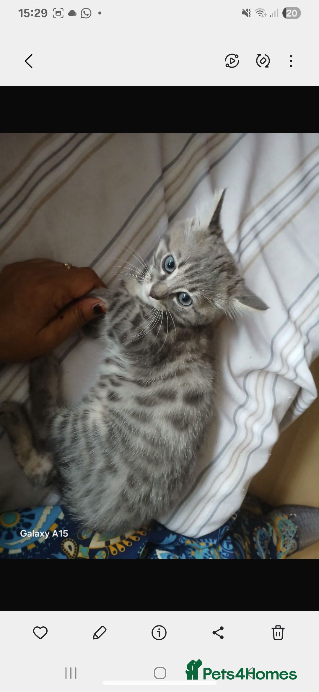 Bengal cats for sale: Mixed Bengal, adorable - Advert 2