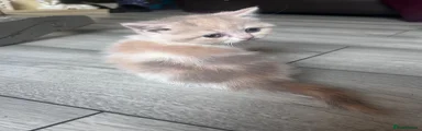 Scottish Fold 1