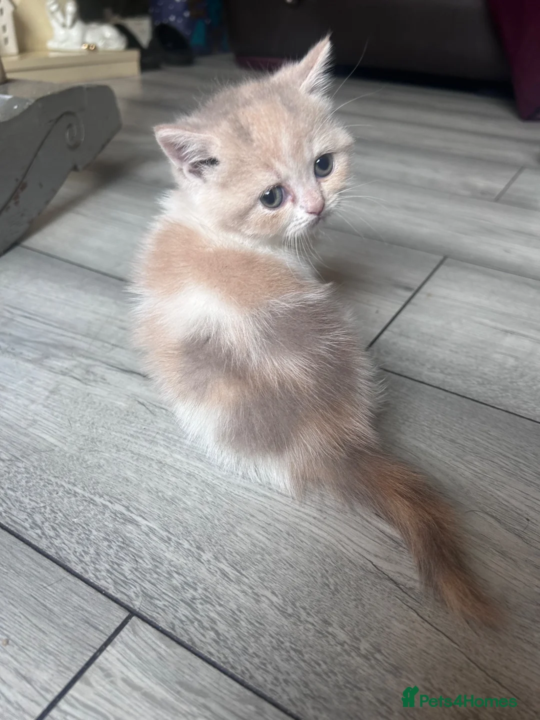 Scottish Fold cats for sale: Scottish fold kittens - Advert 2