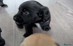 Dachshund dogs for sale: Dachshund x puppies male 2x long haired  - Image 26