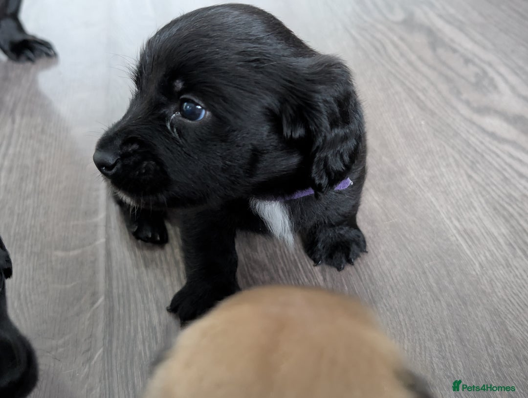 Dachshund dogs for sale: Dachshund x puppies male 2x long haired  - Image 26