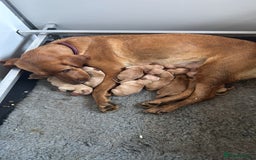 Goldador dogs for sale: Fox red goldador puppies ❤️ - Image 21