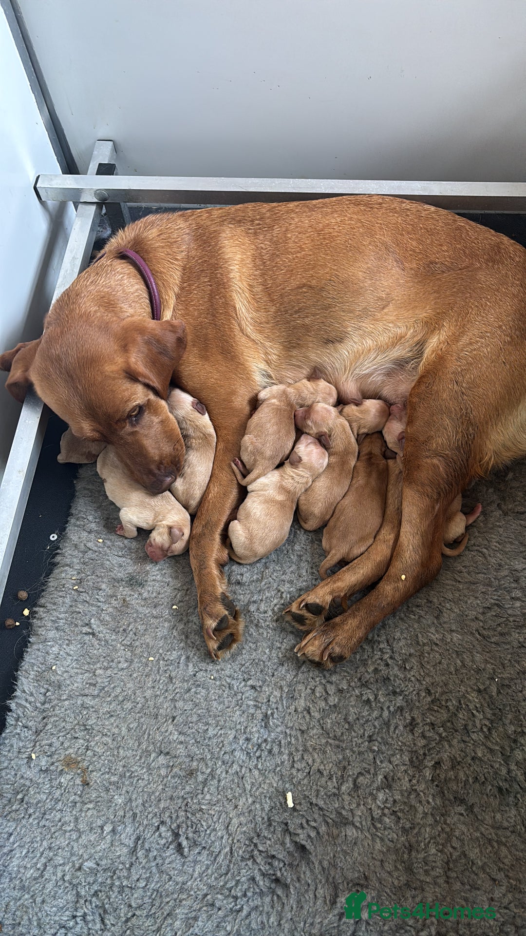 Goldador dogs for sale: Fox red goldador puppies ❤️ - Image 21