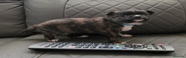 Chihuahua Puppy 2