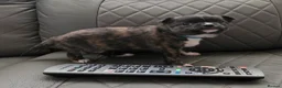 Chihuahua dogs for sale: RARE Brindle Chihuahua Puppies - Advert 15