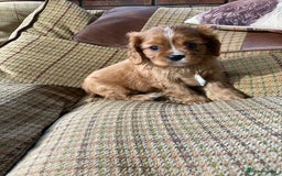 Cavalier King Charles Spaniel dogs for sale: KC ruby pups from health tested parents - Image 9
