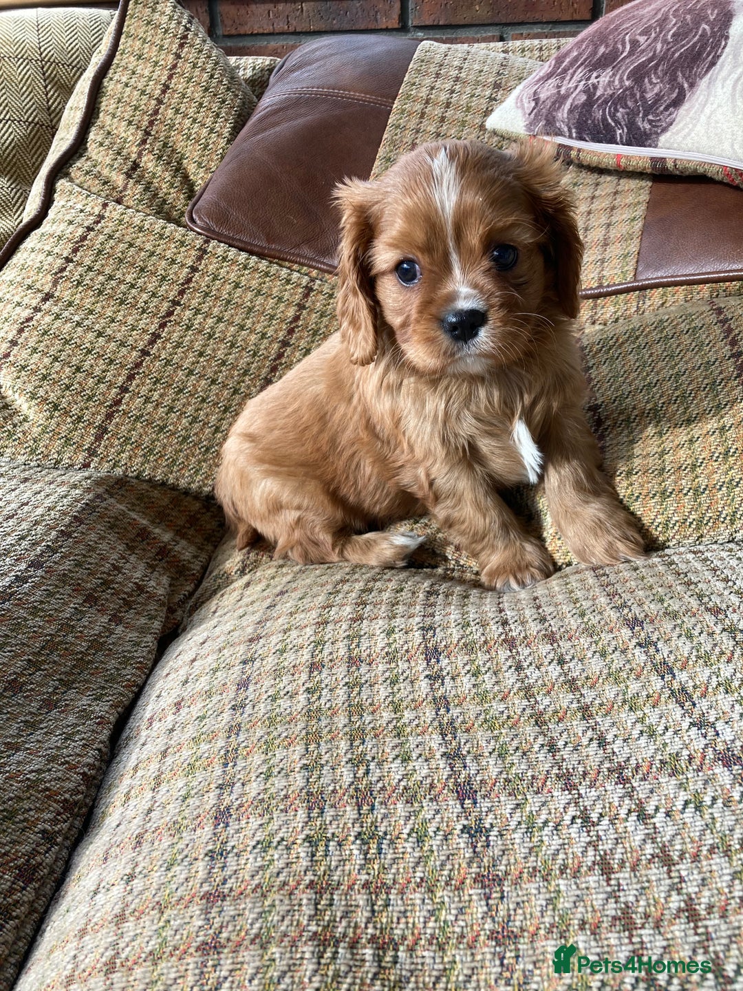 Cavalier King Charles Spaniel dogs for sale: KC ruby pups from health tested parents - Image 9