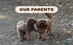 Cavapoo dogs for sale: Premium F1B Toy Red Cavapoo - 2 LEFT - Image 28