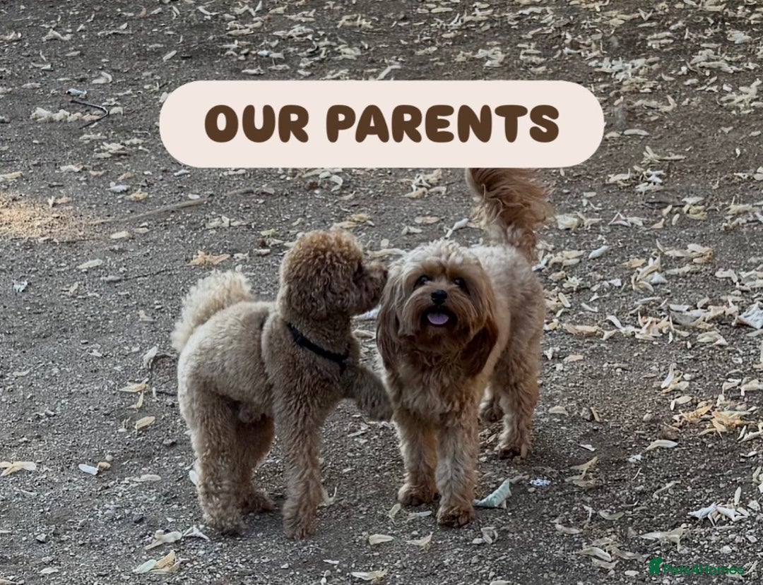 Cavapoo dogs for sale: Premium F1B Toy Red Cavapoo - 2 LEFT - Image 28