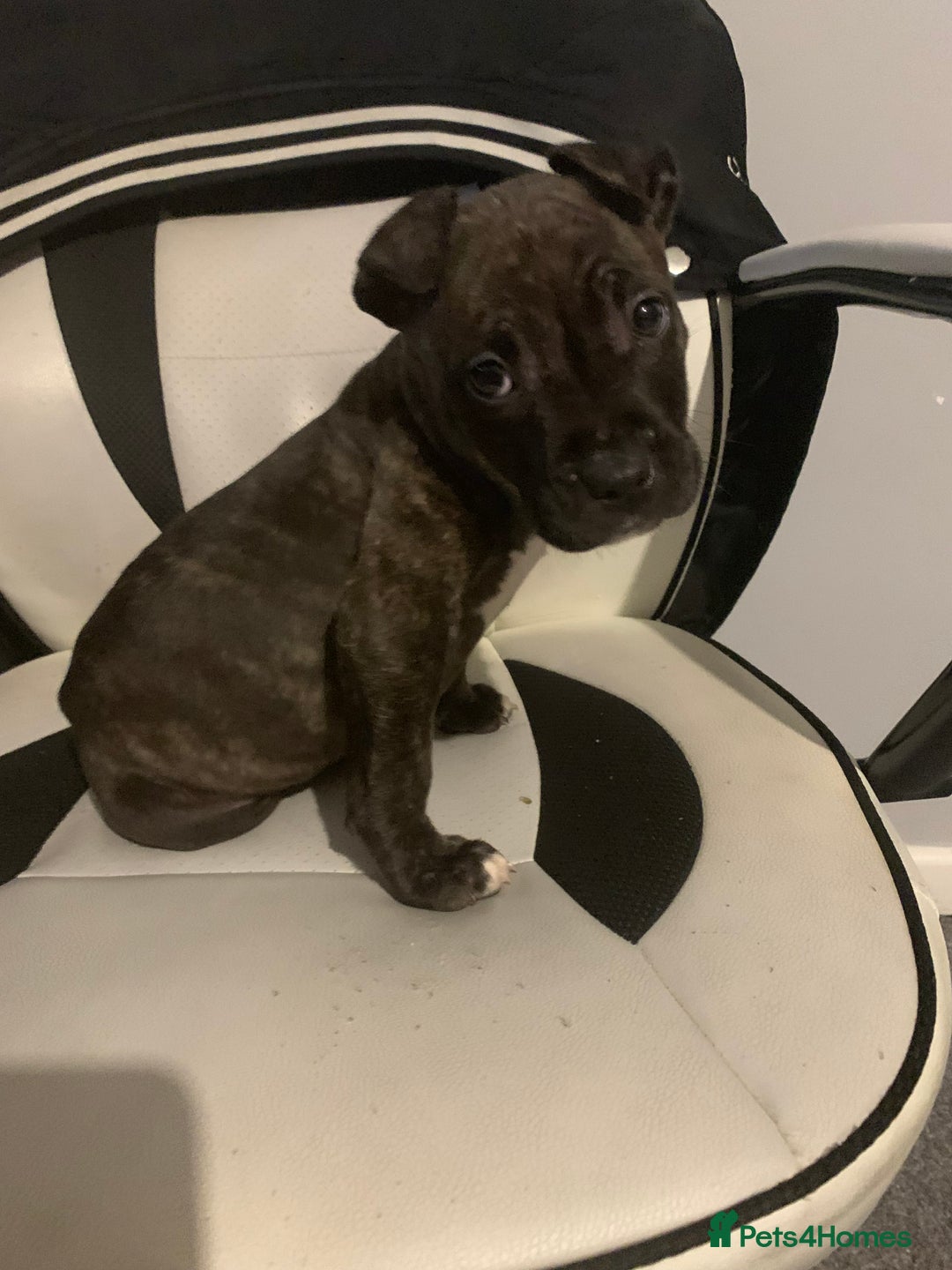 Mixed Breed dogs for stud: TIGER STUD - Advert 2