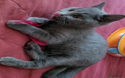British Shorthair cats for sale:   boy available  British Blueshorthair - Image 4